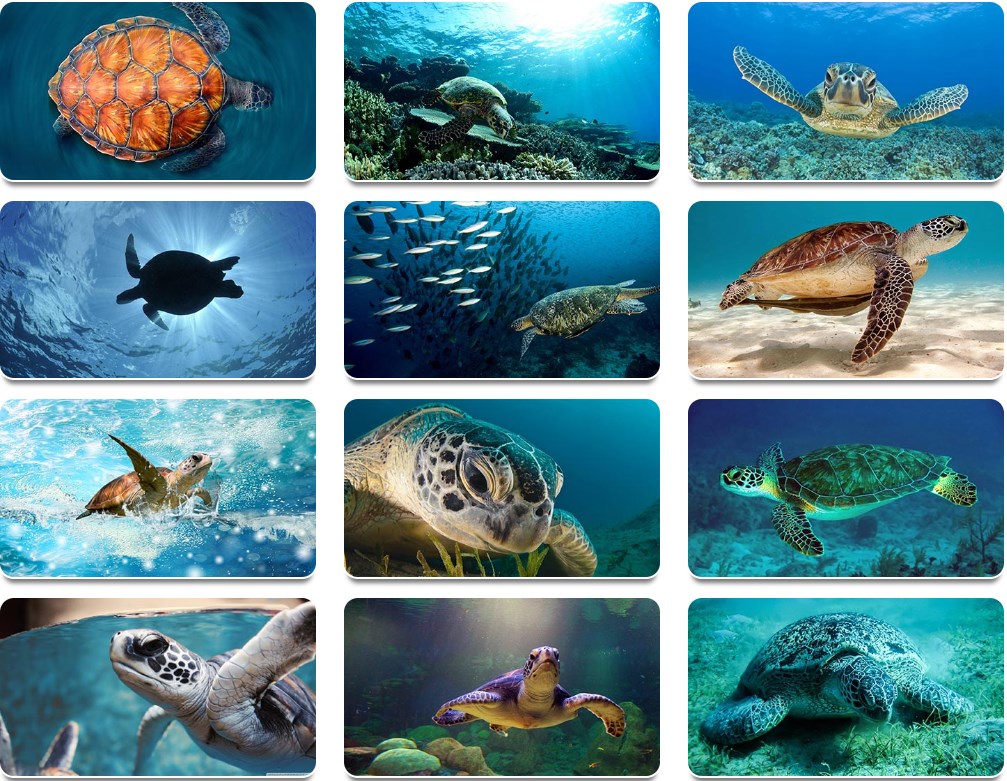 海龟（Sea Turtles）高清壁纸