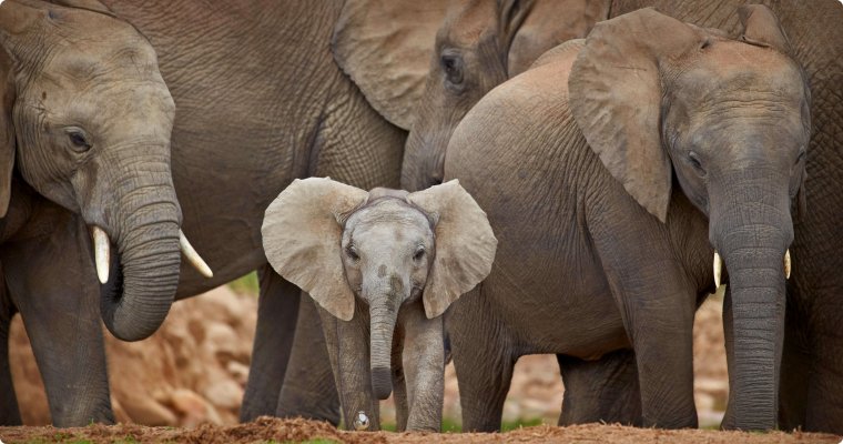非洲大象和小象4K壁纸