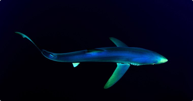 深海中的大青鲨4K壁纸
