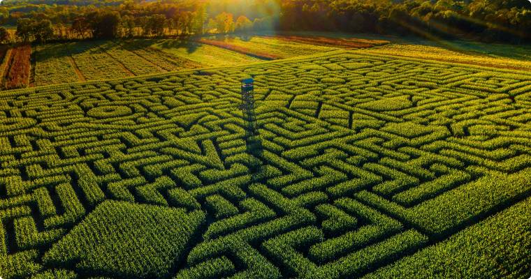 “玉米迷宫”4K壁纸