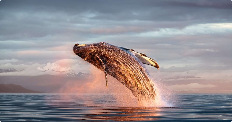 座头鲸跃出水面4K壁纸